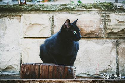 捡猫回家好不好 猫到底是招财还是来灾