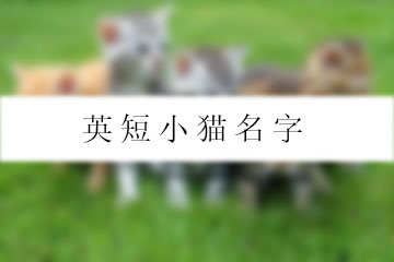 英短小猫名字